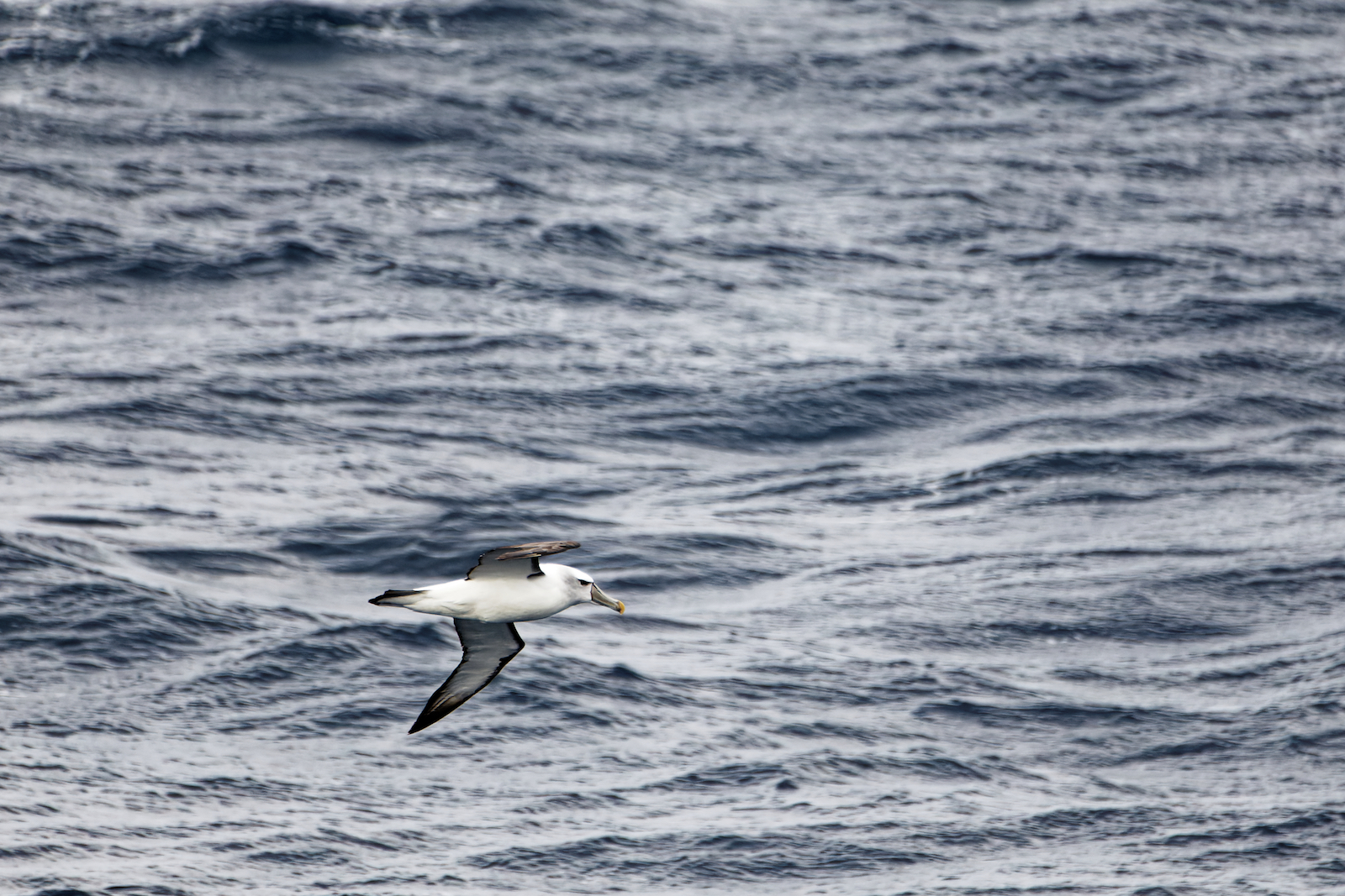Albatros timide
