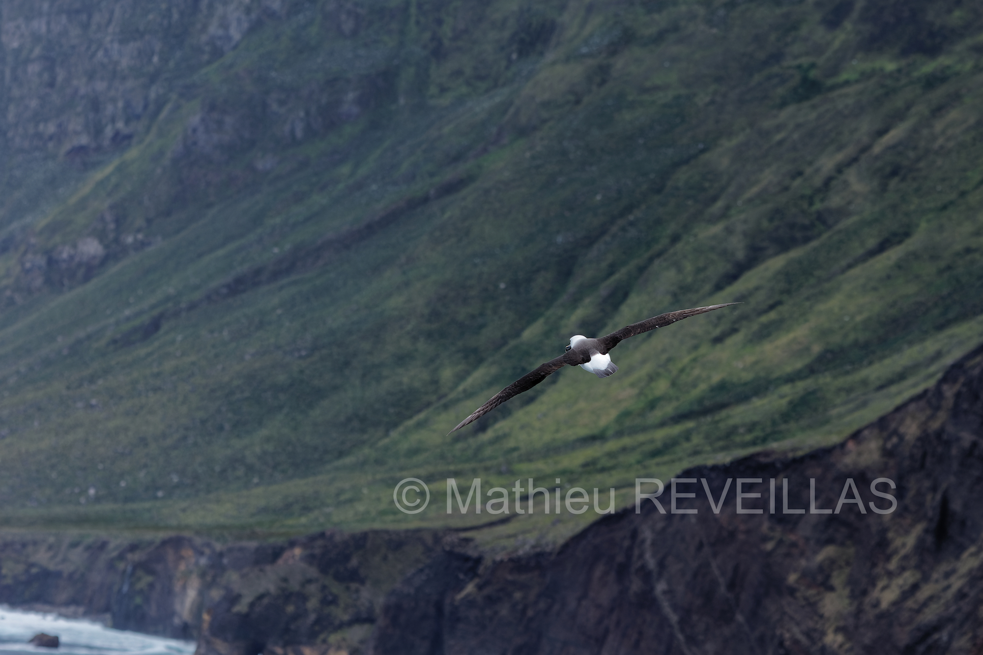 Albatros à bec jaune avec les falaises d'Entrecasteaux