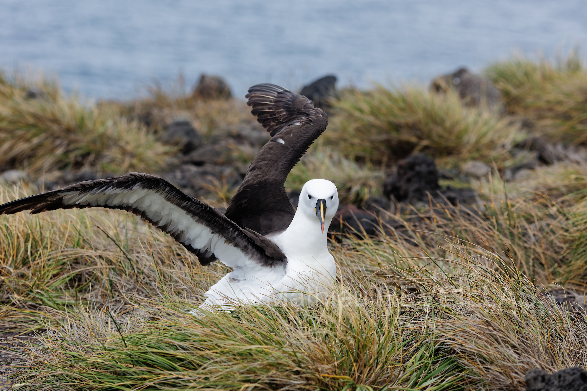 Albatros à bec jaune