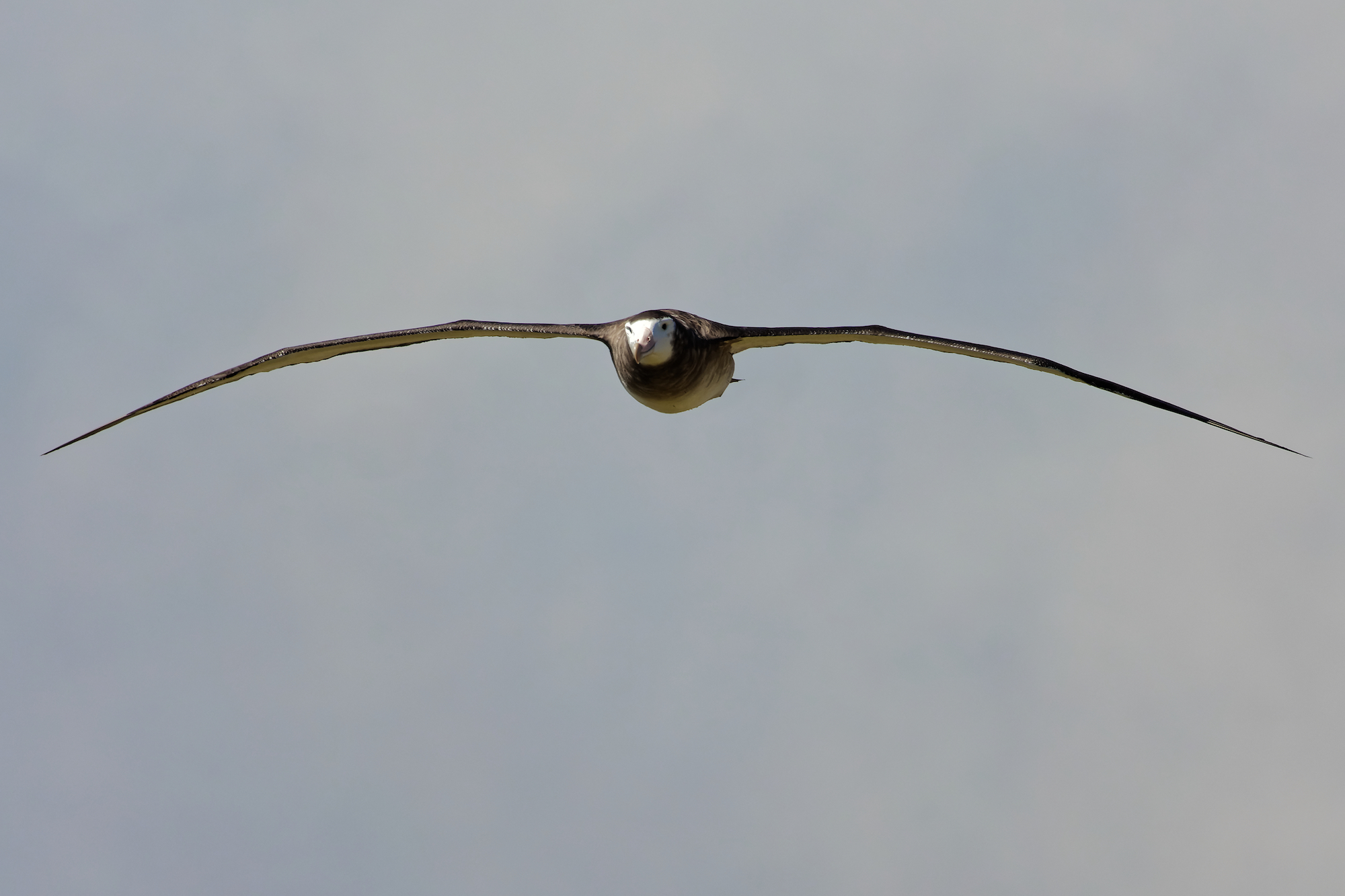 Albatros d'Amsterdam